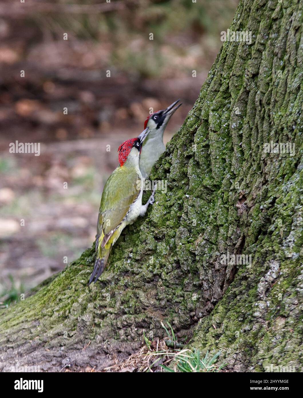A pair of European green woodpeckers, Picus viridis possibly both males, sitting at the base of a huge tree in the forest. Prague, Czech Republic, Eur Stock Photo