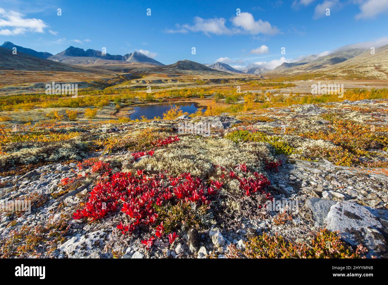 Red leaves of alpine bearberry (Arctous alpina) on the tundra in autumn at Døråldalen, Rondane National Park, Innlandet, Oppland, Norway Stock Photo