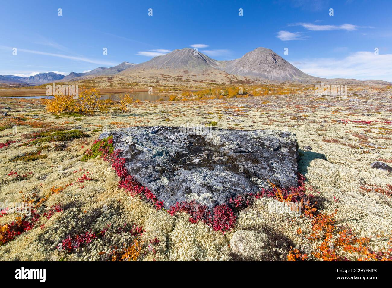 Alpine bearberry and reindeer lichen on the tundra in autumn and the Stygghøin mountain range at Døråldalen, Rondane NP, Innlandet, Oppland, Norway Stock Photo