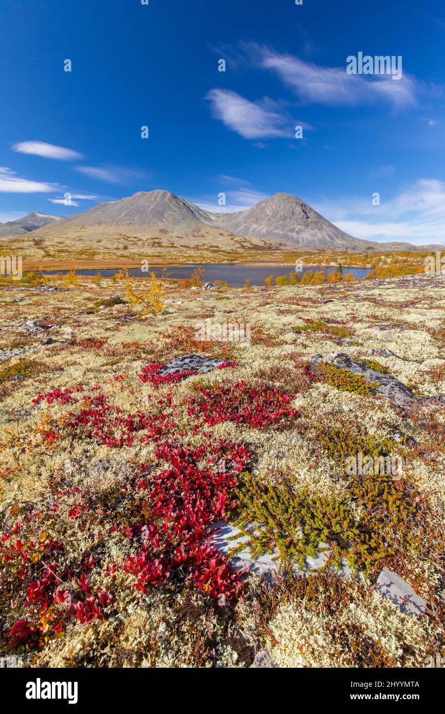 Alpine bearberry and reindeer lichen on the tundra in autumn and the Stygghøin mountain range at Døråldalen, Rondane NP, Innlandet, Oppland, Norway Stock Photo