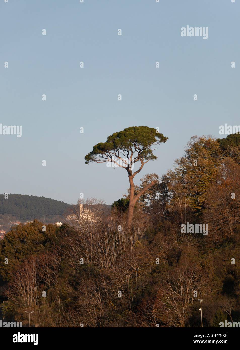 A tree with blue cloudy sky Stock Photo - Alamy