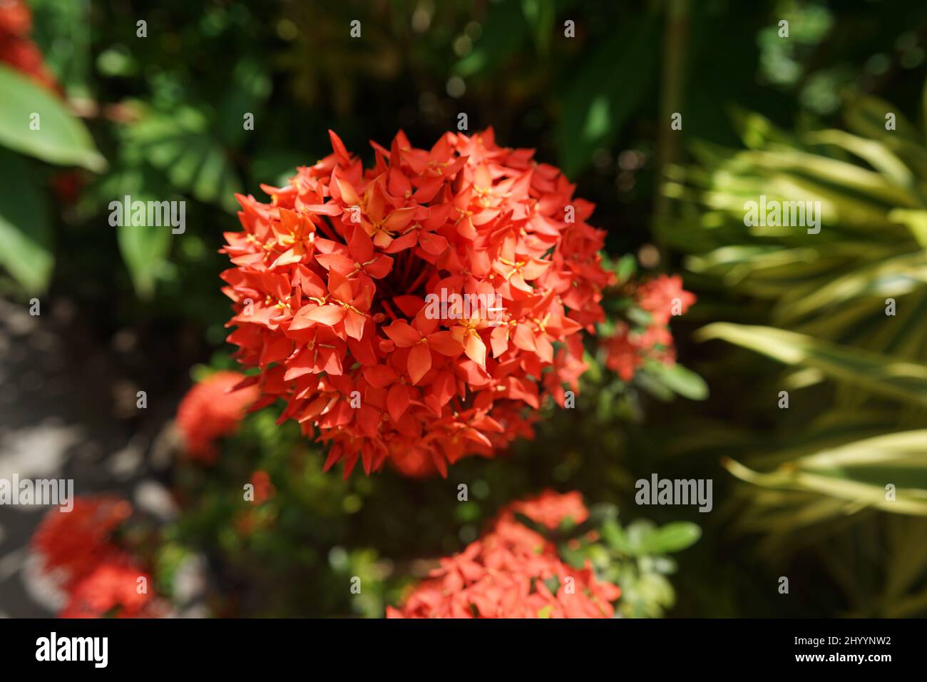 Closeup shot of red Ixora flowers growing in the garden Stock Photo