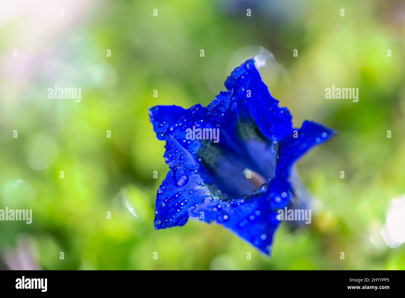 Gentiana clusii, also know as Clusius gentian or flower of the sweet-lady. Blue flower with water drops in close-up view on blurred background. Stock Photo