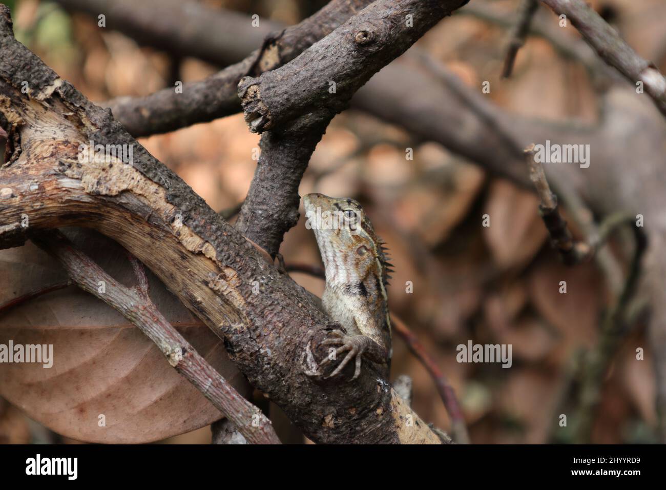 Close up view of a female oriental garden lizard 's head (Calotes versicolor) between dead jack twigs Stock Photo