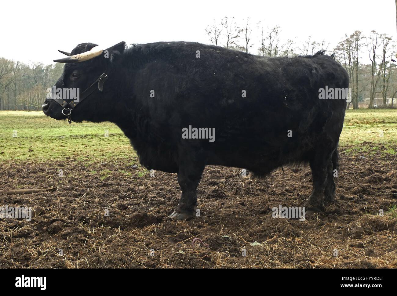 Black cow with horns.Dexter cattle is originating in Ireland. Dexters are a small, friendly, dual-purpose breed Stock Photo