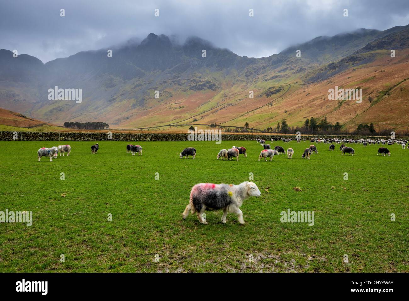 Herdwicks and Hay Stacks in the Buttermere Fells, Lake District, England Stock Photo