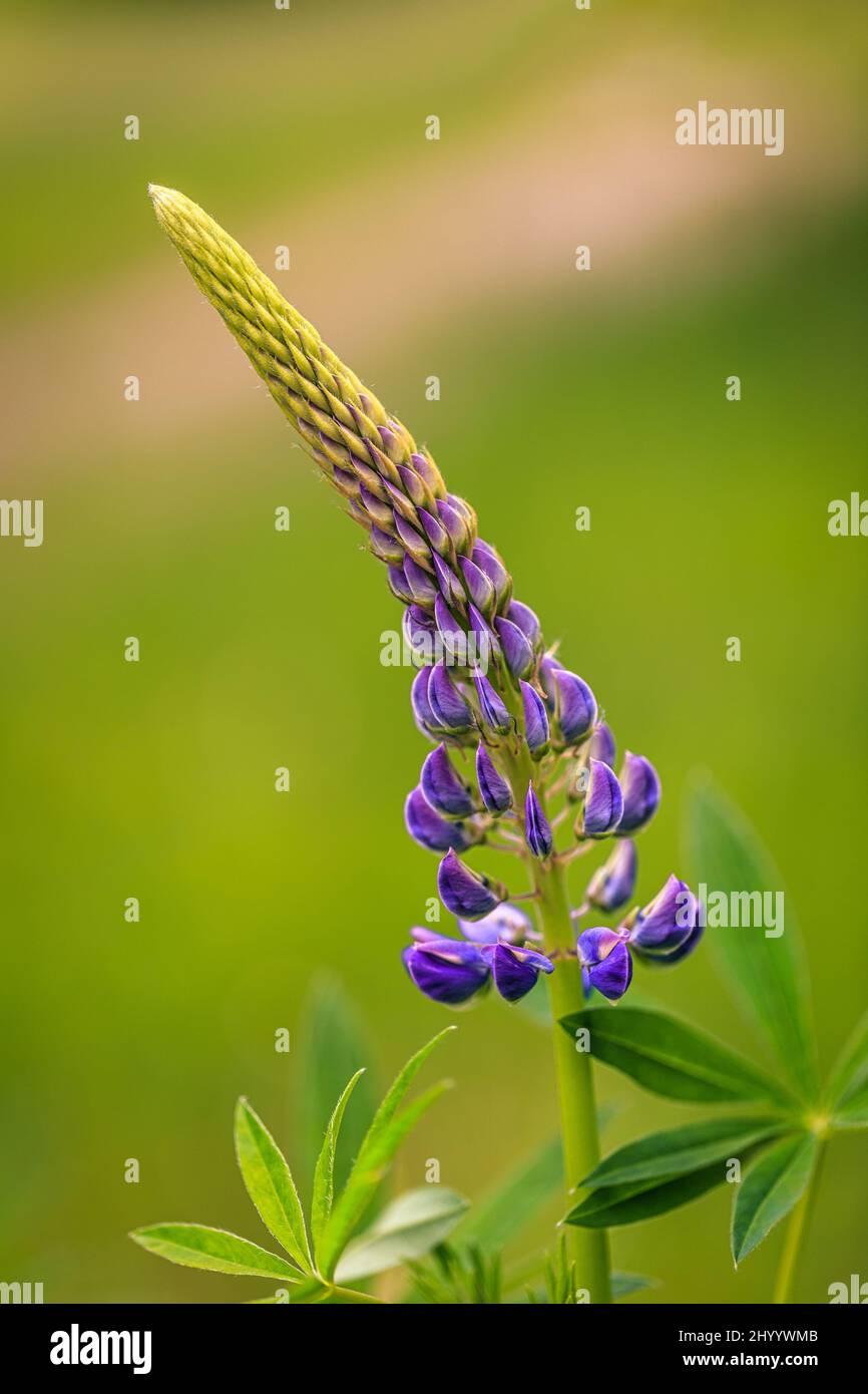 Flower of Lupinus polyphyllus, also known as garden lupin, on blurred background in close-up view. Stock Photo