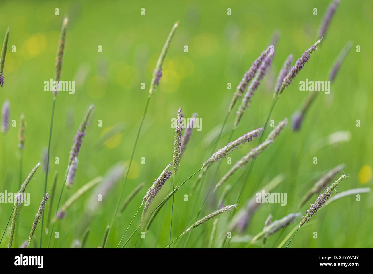 Blades of Alopecurus pratensis, also known as the meadow foxtail, in close-up view on a blurred meadow background Stock Photo