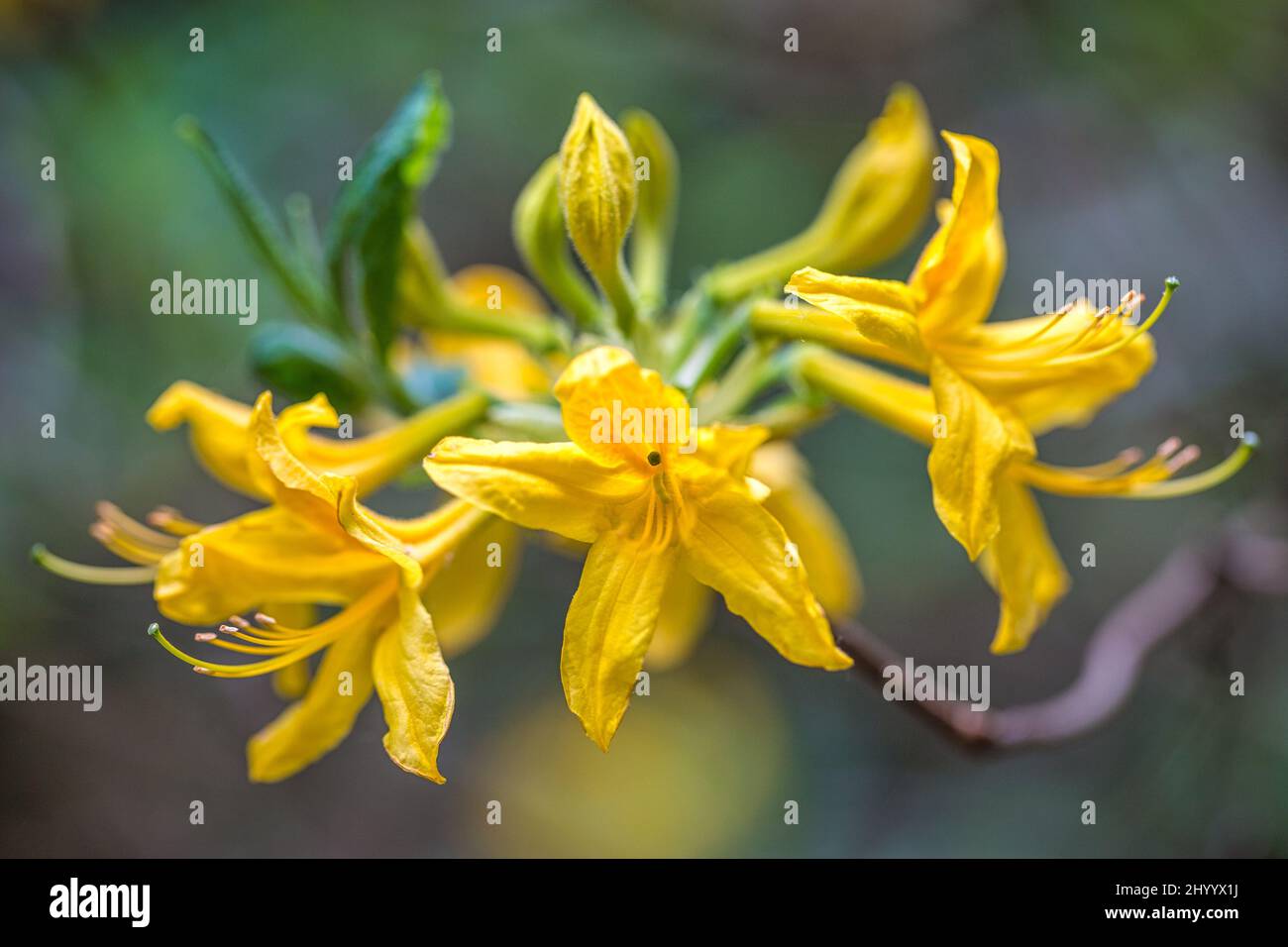 Azaleas yellow flowers in close-up view on a blurred background. Stock Photo