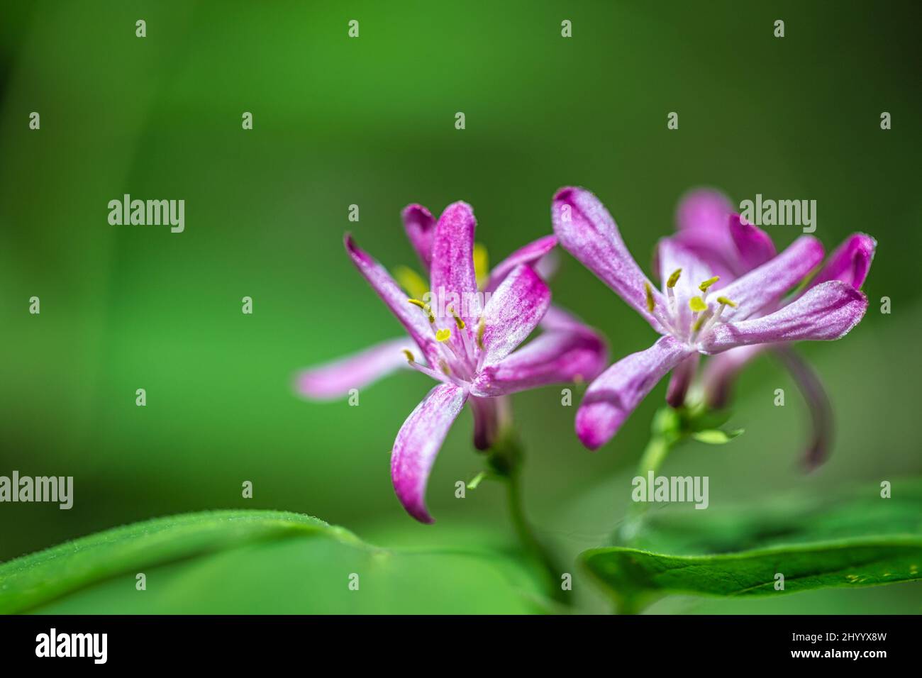 Flowers of Lonicera tatarica, also known as Tatarian honeysuckle, in close-up view on a blurred background. Stock Photo