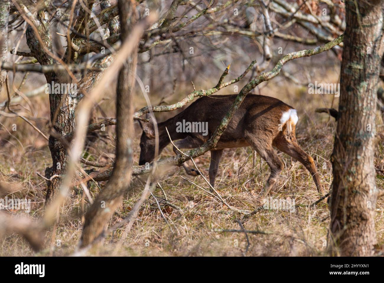 Deer  looking for food in the undergrowth on the island of Juist Stock Photo