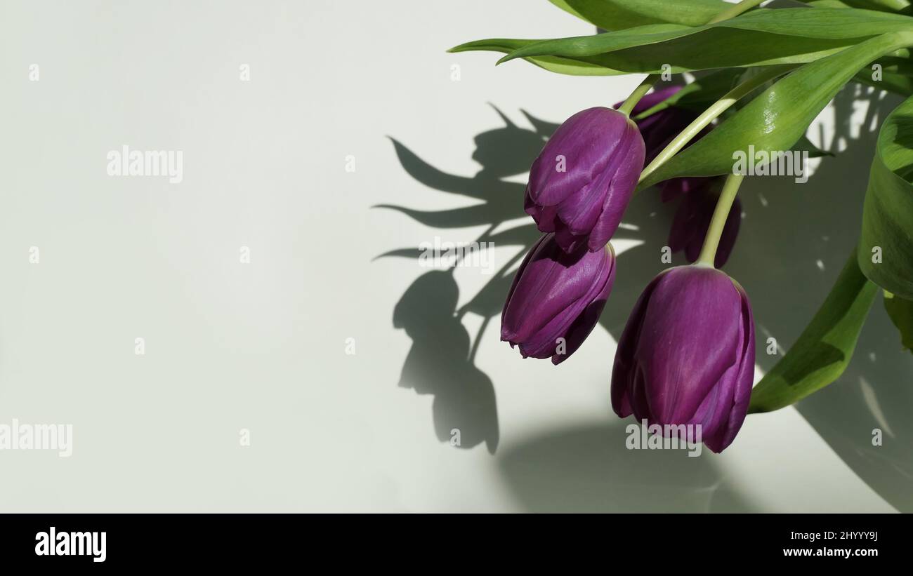 overhanging purple tulips in the sun on white backdrop and shadows on the wall - copyspace Stock Photo