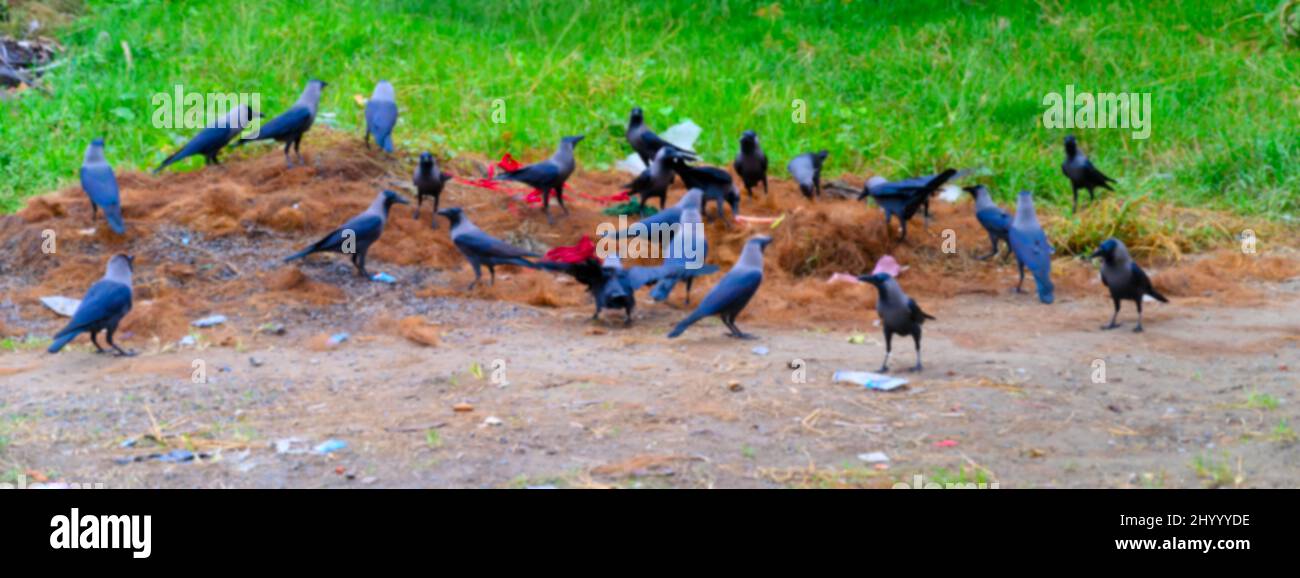 Blurred image of the house crow, Corvus splendens or Indian greynecked crows have gathered to collect food from ground. Howrah, West Bengal, India. Stock Photo