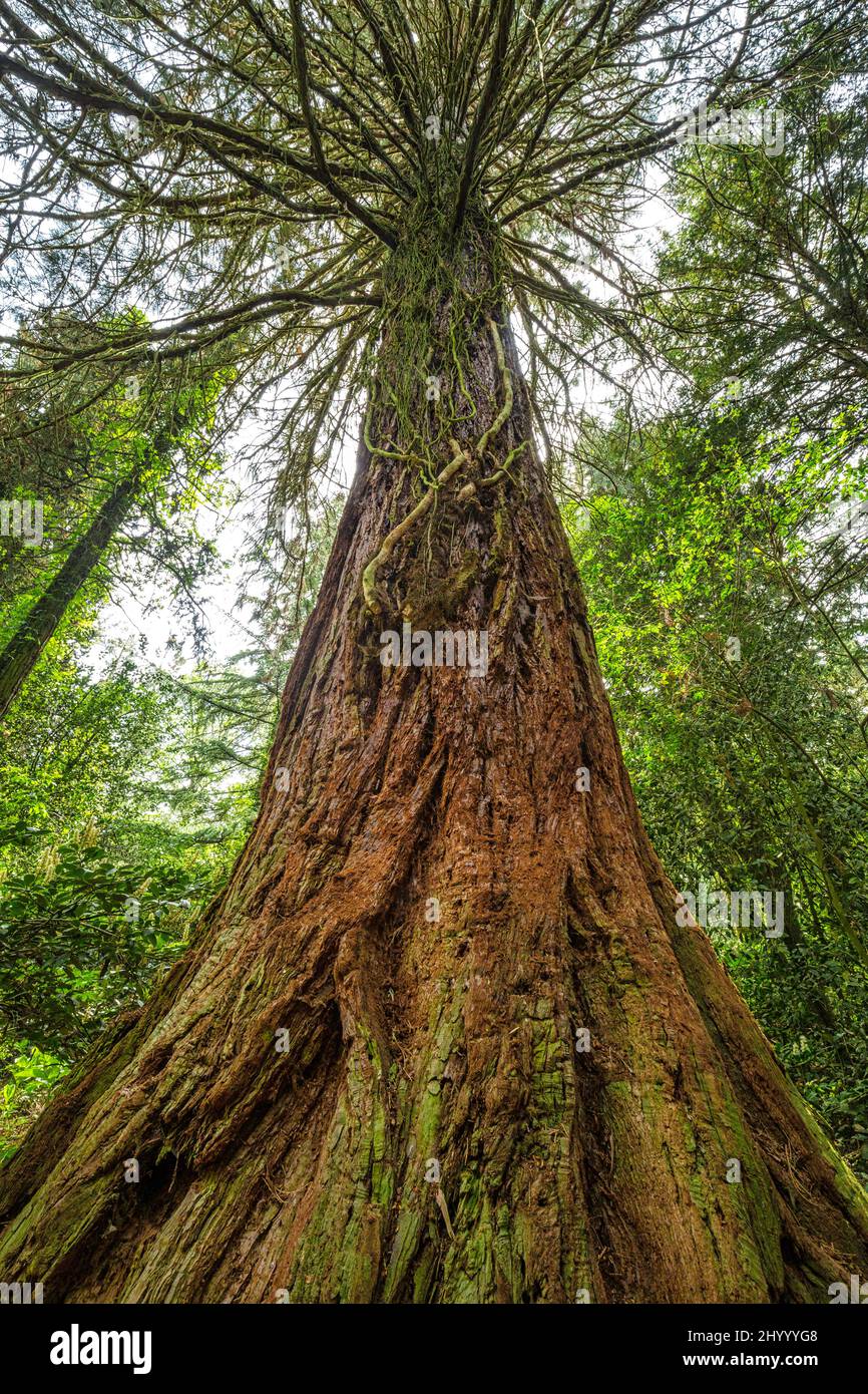 View from below of a tree giant sequoia (latin name Sequoiadendron giganteum), also known as giant redwood. Stock Photo