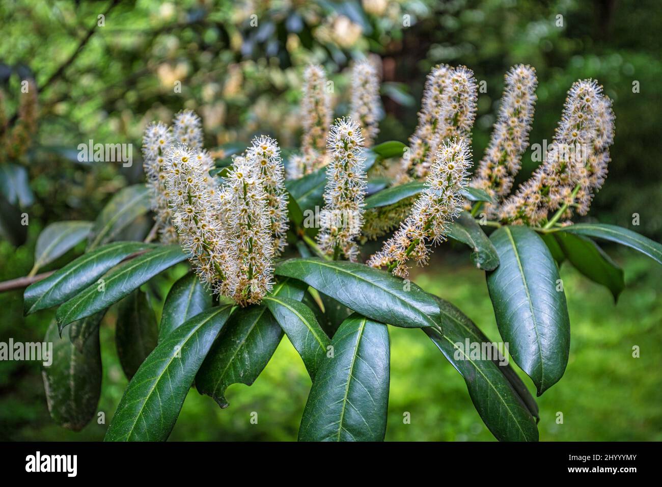 Foliage and flowers of Prunus laurocerasus, also known as cherry laurel, in close-up view on a blurred background. Stock Photo