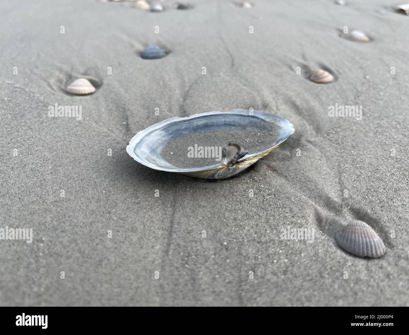 Various  types of mussels washed up after a flood on the coast of the island of Juist Stock Photo