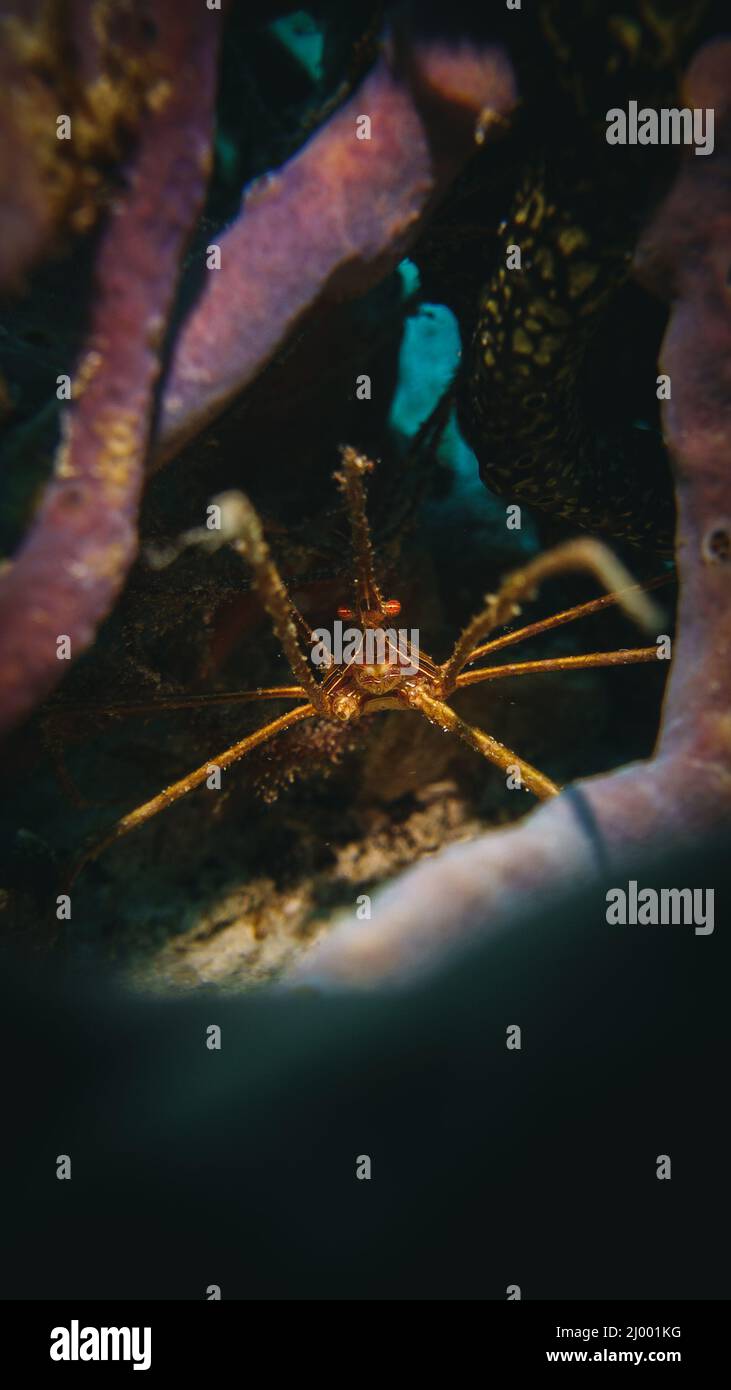 underwater photo of a spider crab ,macro and vertical photo taken in playa del carmen Stock Photo