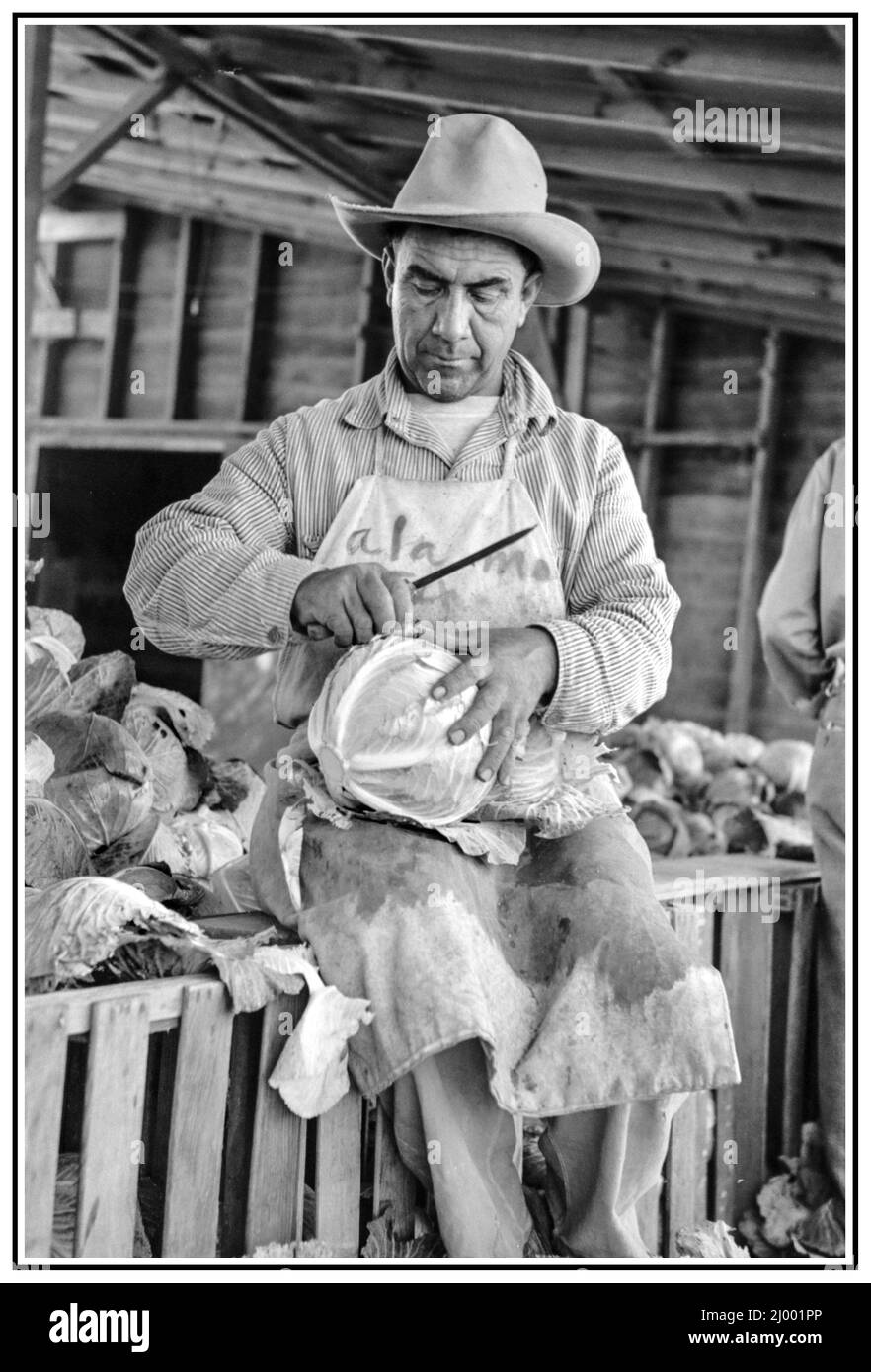 Immigrant Farm Labour USA Mexican cabbage packer (Alamo, Texas 1939) Stock Photo