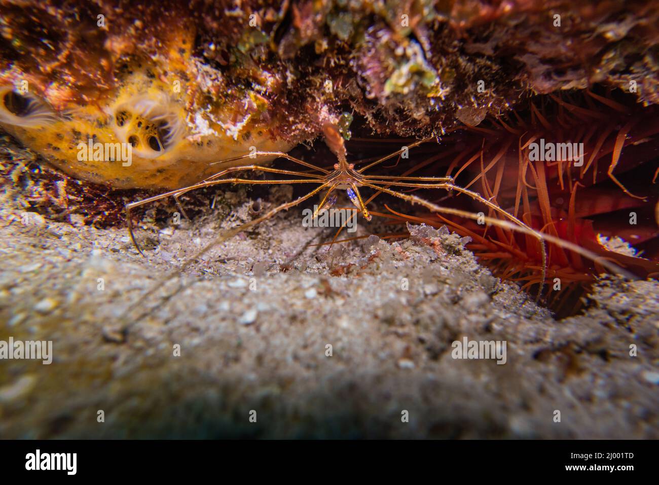 underwater photo of a spider crab ,macro in playa del carmen Stock Photo