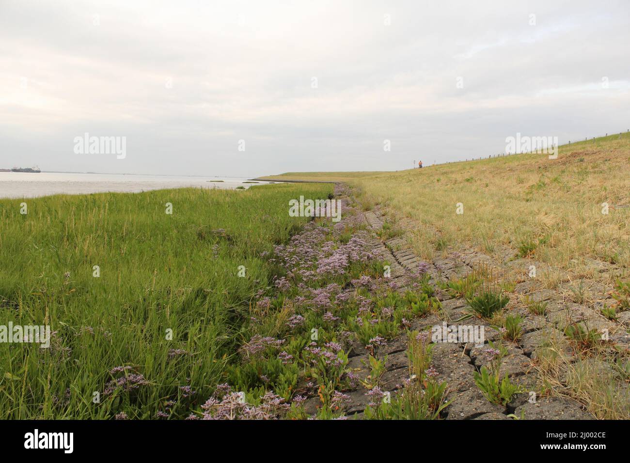 a coast landscape with grass and purple sea lavender along the westerschelde sea with a ship in the background Stock Photo