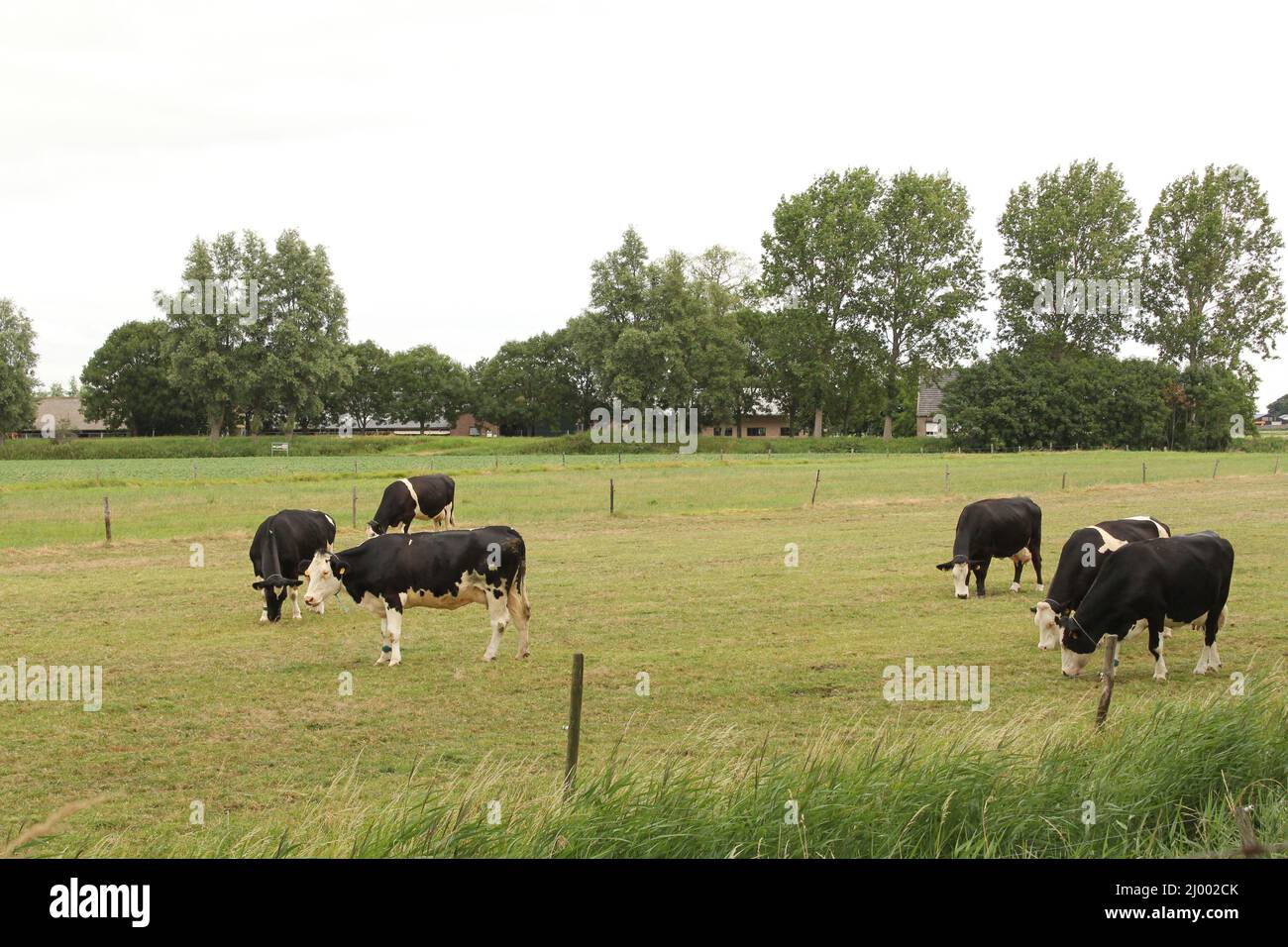 a herd of black and white cows is grazing in a green meadow in holland in summer Stock Photo