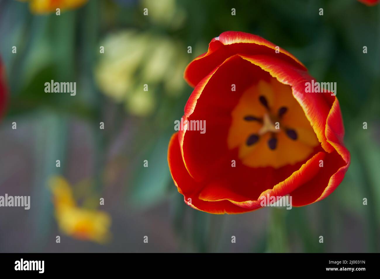 Selective focus shot of a tulip in a garden Stock Photo - Alamy