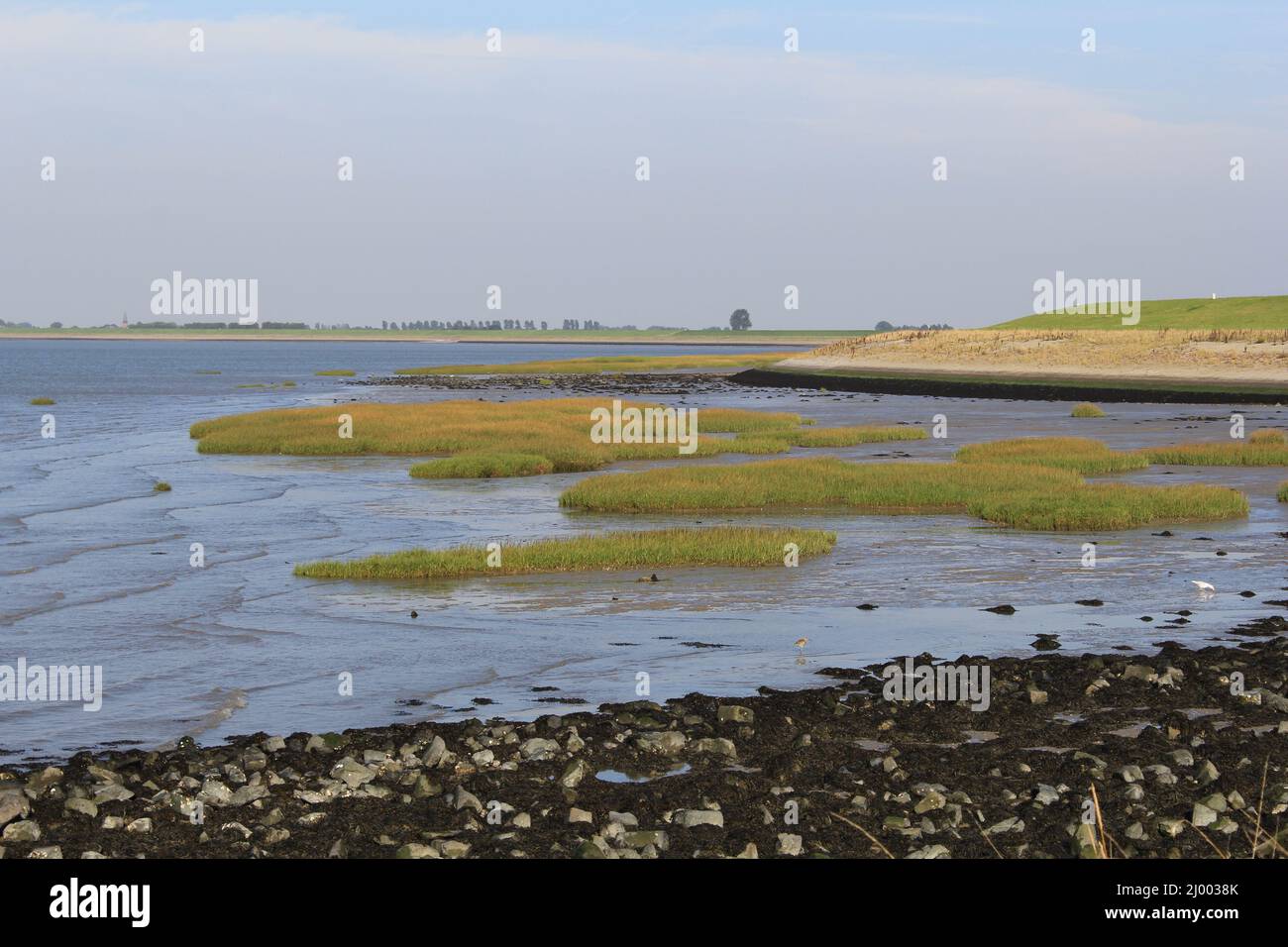 a beautiful dutch coast landscape with humps of green grass at a dryfalling mudflat in the salt marsh of the westerschelde sea along the dyke Stock Photo