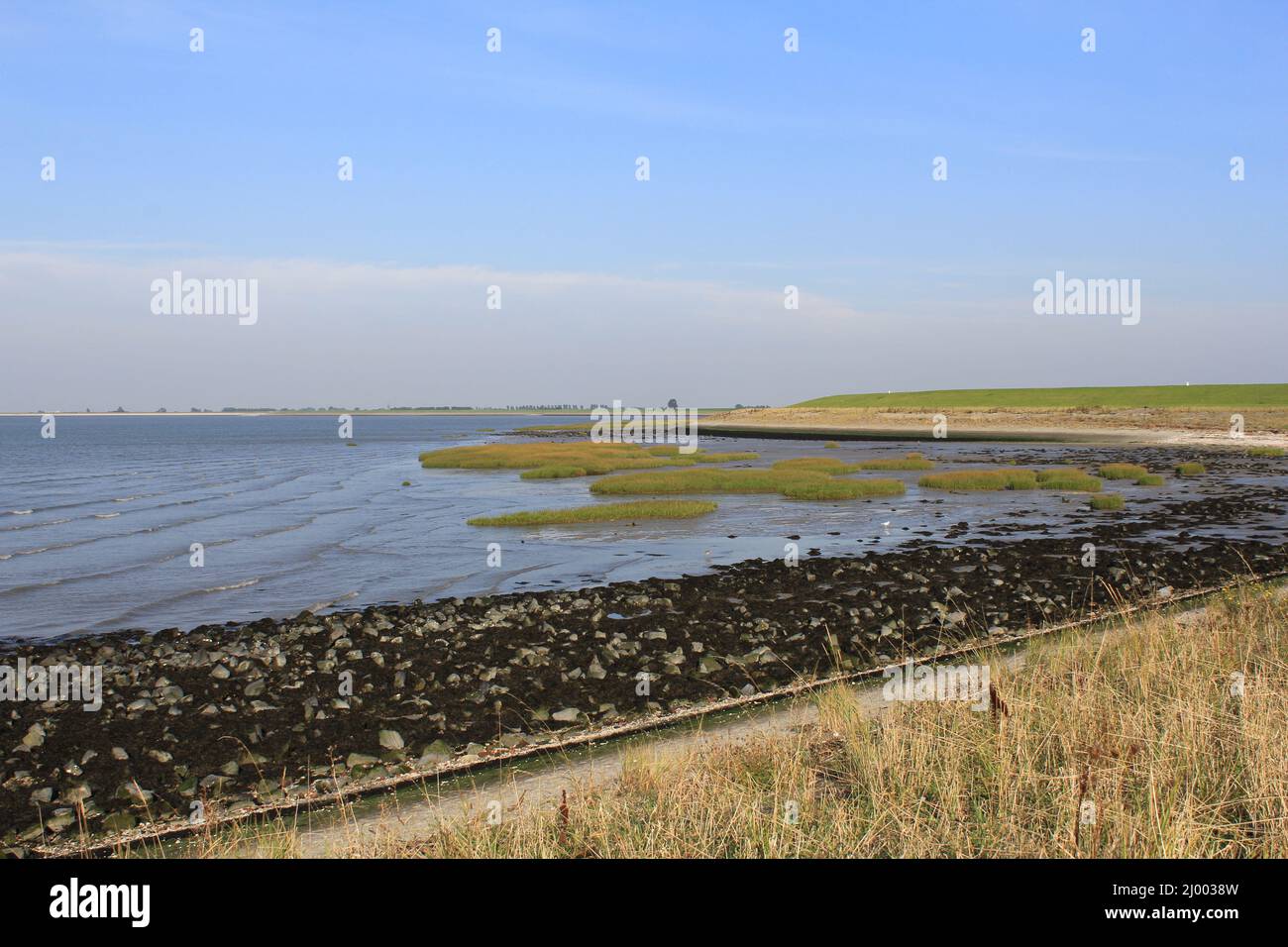 a dutch coast landscape in zeeland with bunches of green salt grass at the mudflat of the westerschelde sea along the seawall Stock Photo