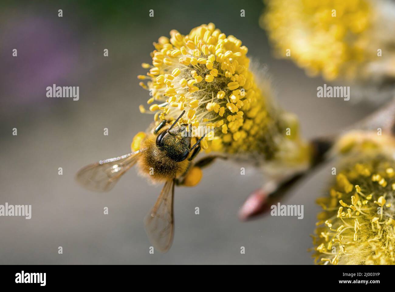 Western Honey bee (Apis mellifera) collecting pollen on Goat Willow, Bavaria, Germany, Europe Stock Photo