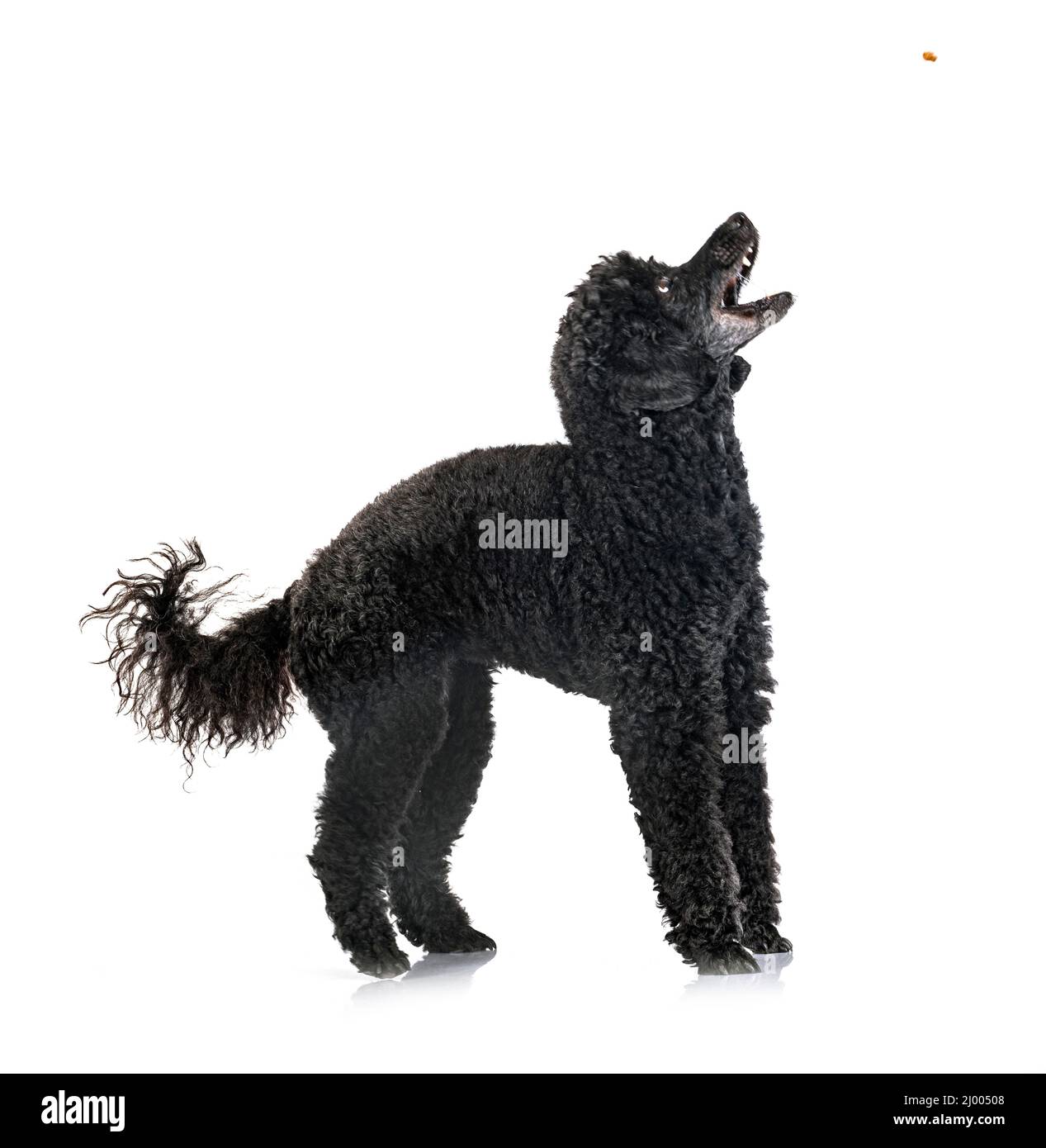 black poodle in front of white background Stock Photo - Alamy