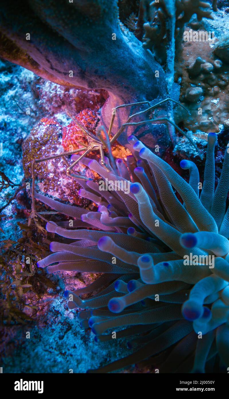 spider crab symbiosis in an anemone in cozumel , mexico Stock Photo