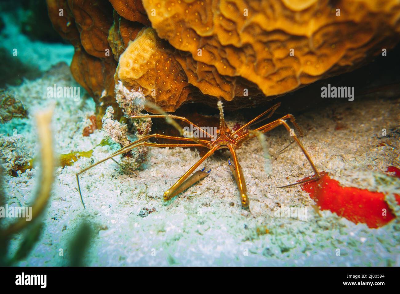 wide macro shot of a spider crab taken in cozumel,mexico. Stock Photo