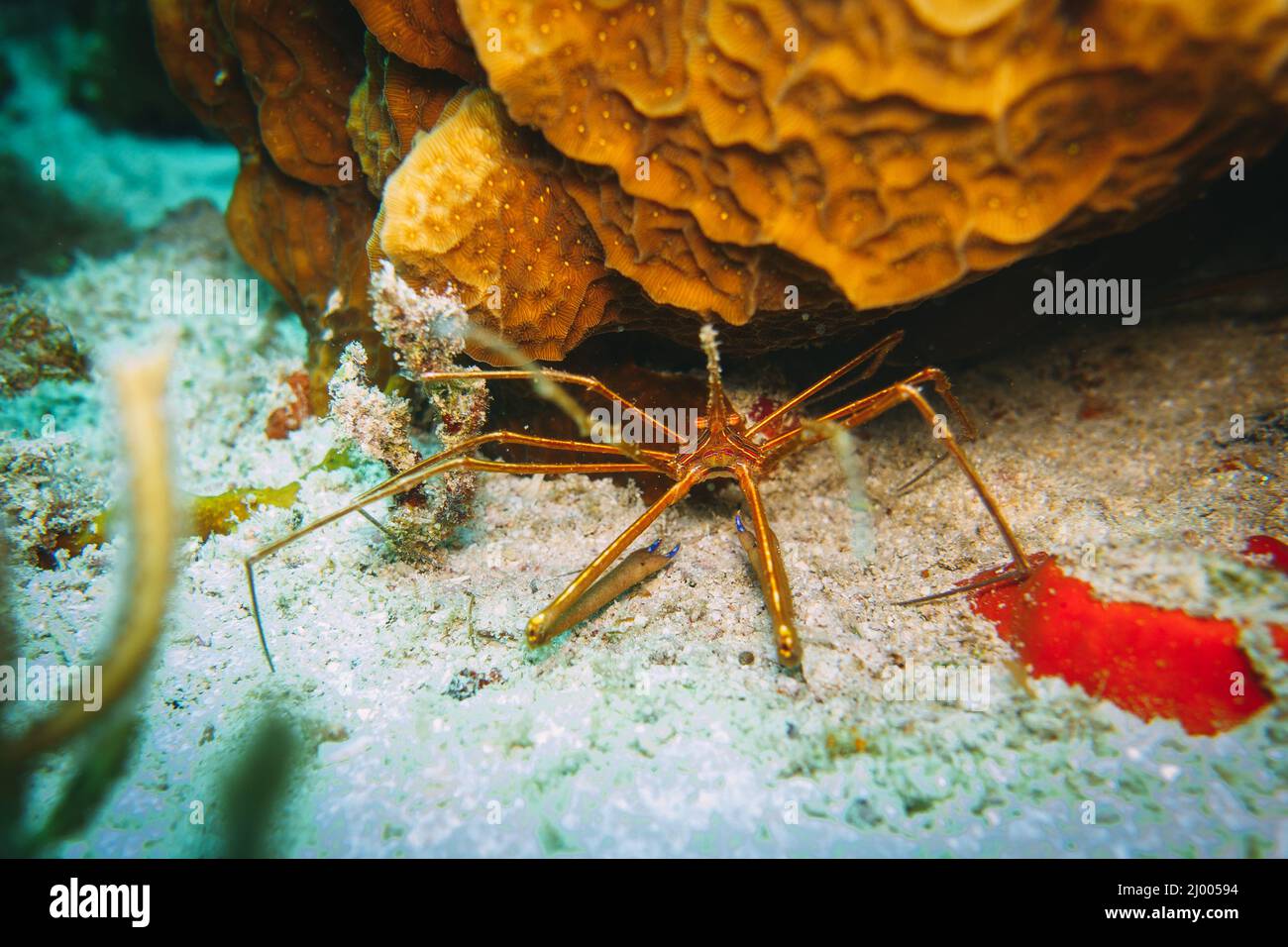 Spider Shrimp