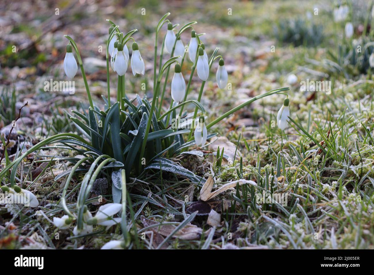 Snowdrops the first harbinger of spring in the new year Stock Photo