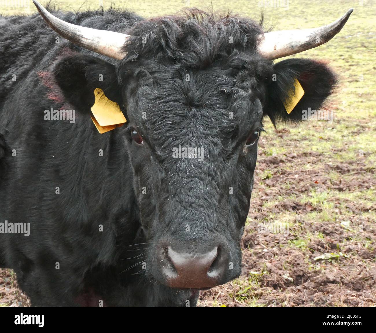 Portrait of a black cow with horns. Dexter cattle is originating in Ireland. Dexters are a small, friendly, dual-purpose breed Stock Photo
