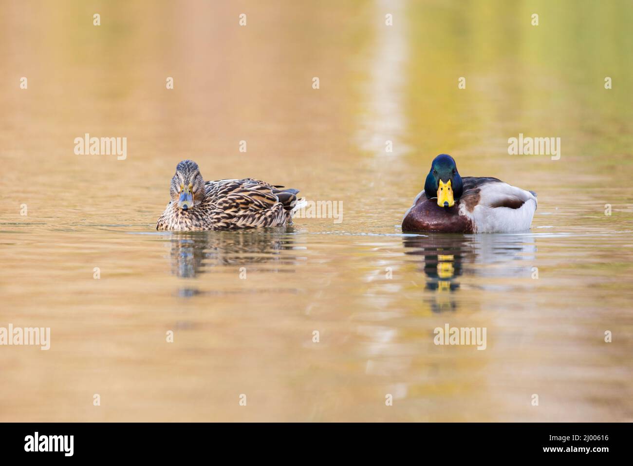 a male and a female duck at the pond Stock Photo