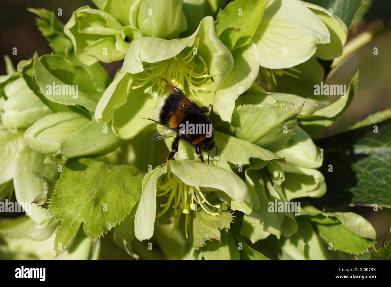Queen, bumblebee species in the Bombus lucorum-complex, family Apidae on white green flowers of hellebores, family Ranunculaceae. Dutch garden. March, Stock Photo