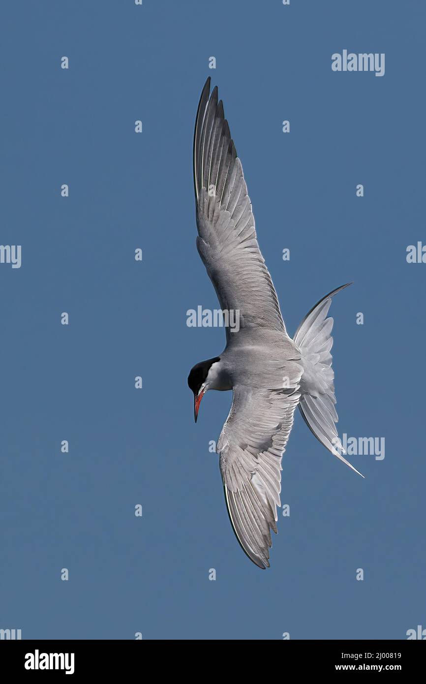 Shot of the Common tern bird in a flight with blurred background Stock ...