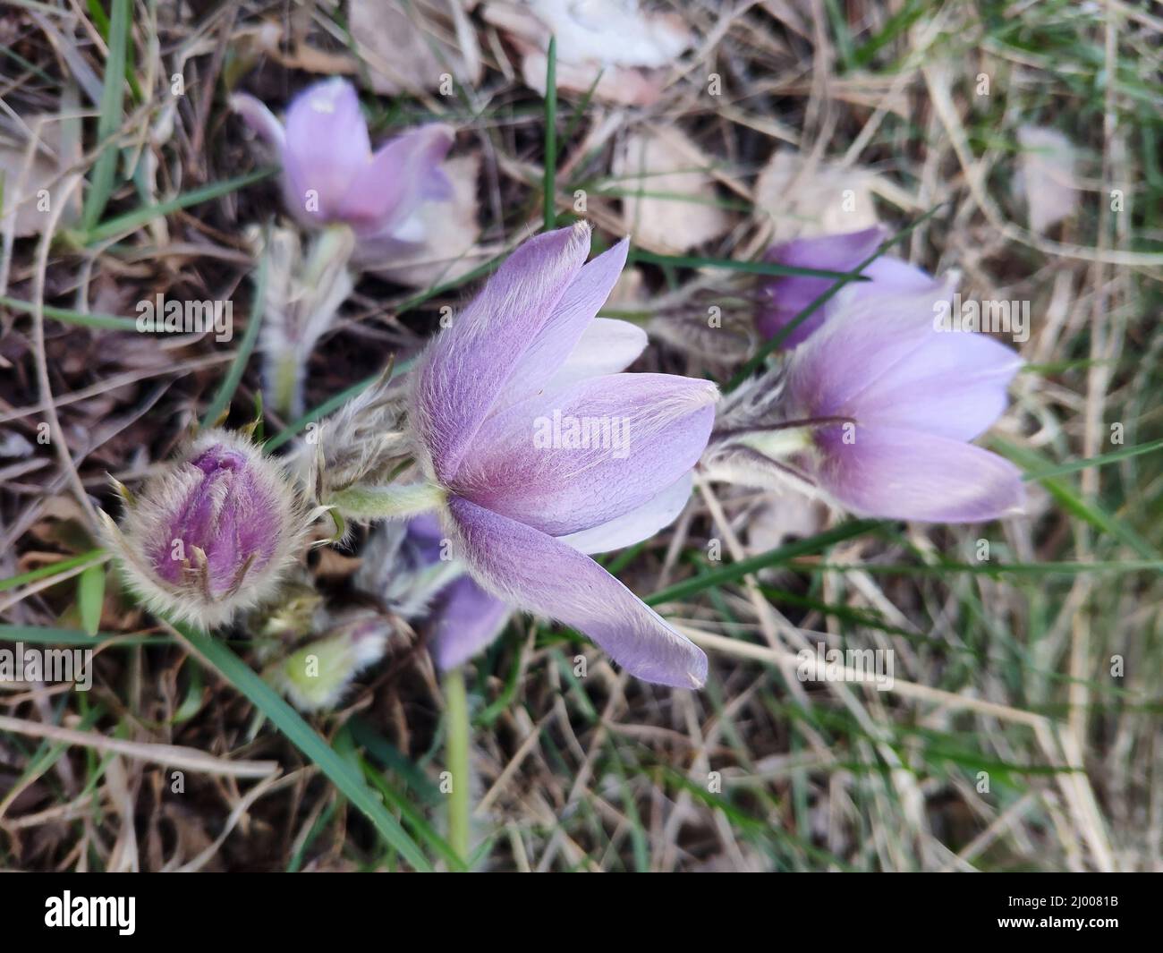 Purple Spring flower Pulsatilla. Common names include pasque flower or pasqueflower wind flower, prairie crocus Easter flower and meadow anemone. Stock Photo