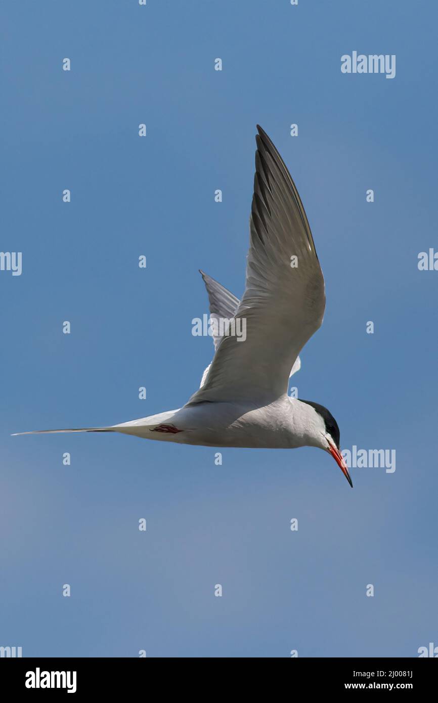 Shot of the Common tern bird in a flight with blurred background Stock ...