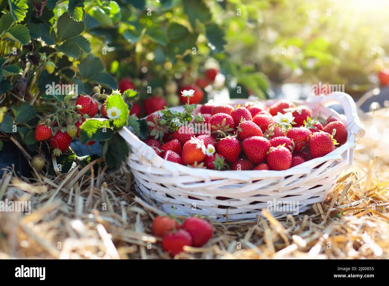 Self pick farm hi-res stock photography and images - Alamy