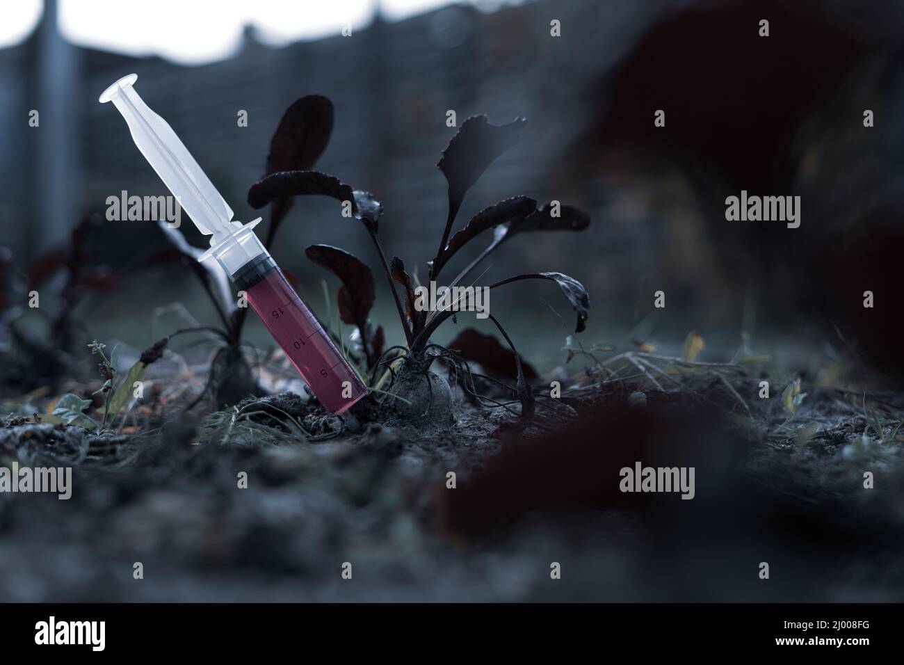 Garden Injection An injection with an unknown liquid is stuck into the ground in an ...