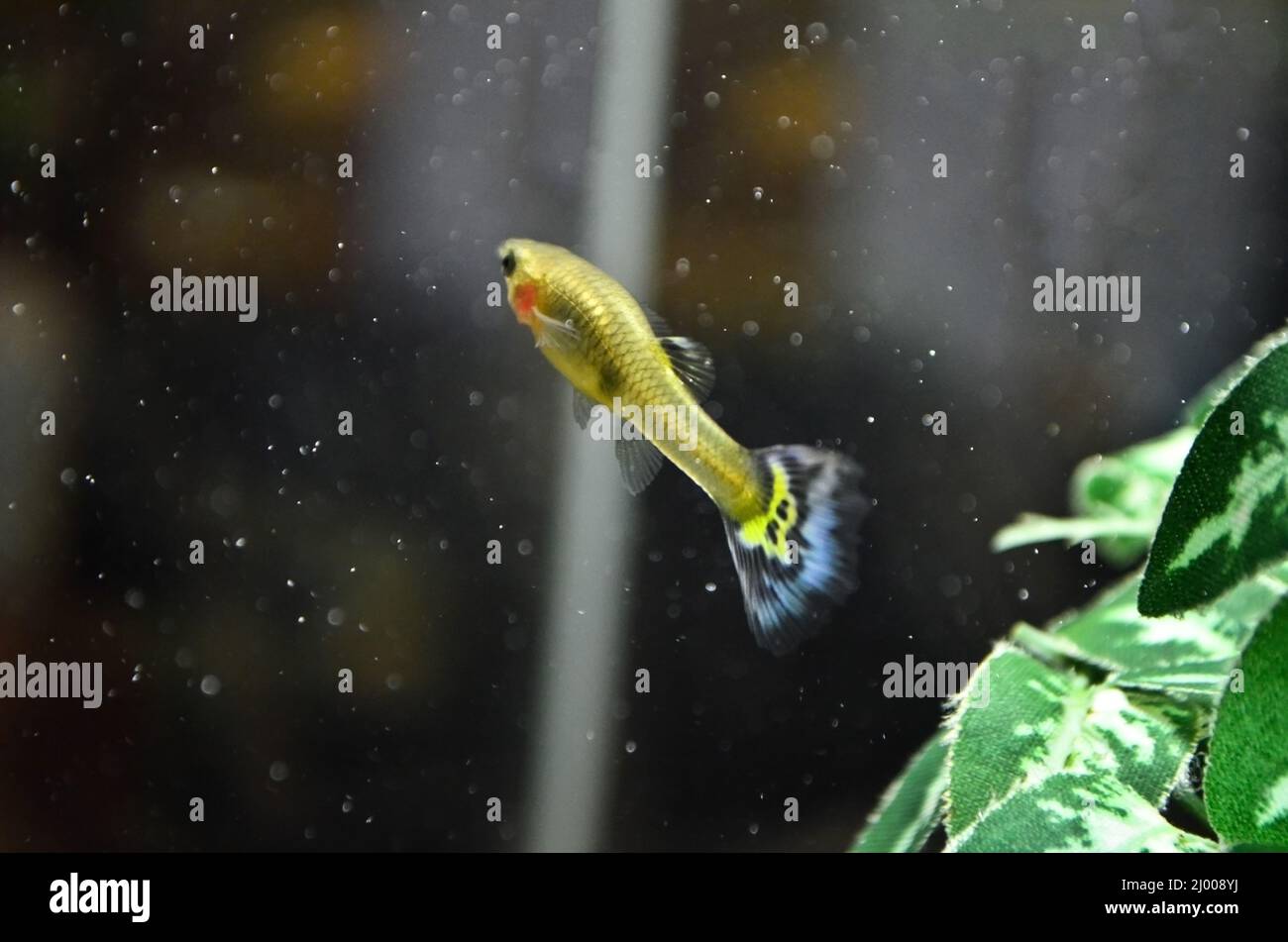 Small yellow Guppy rainbow fish swiming in the aquarium. One of the most popular freshwater aquarium fish species. Stock Photo