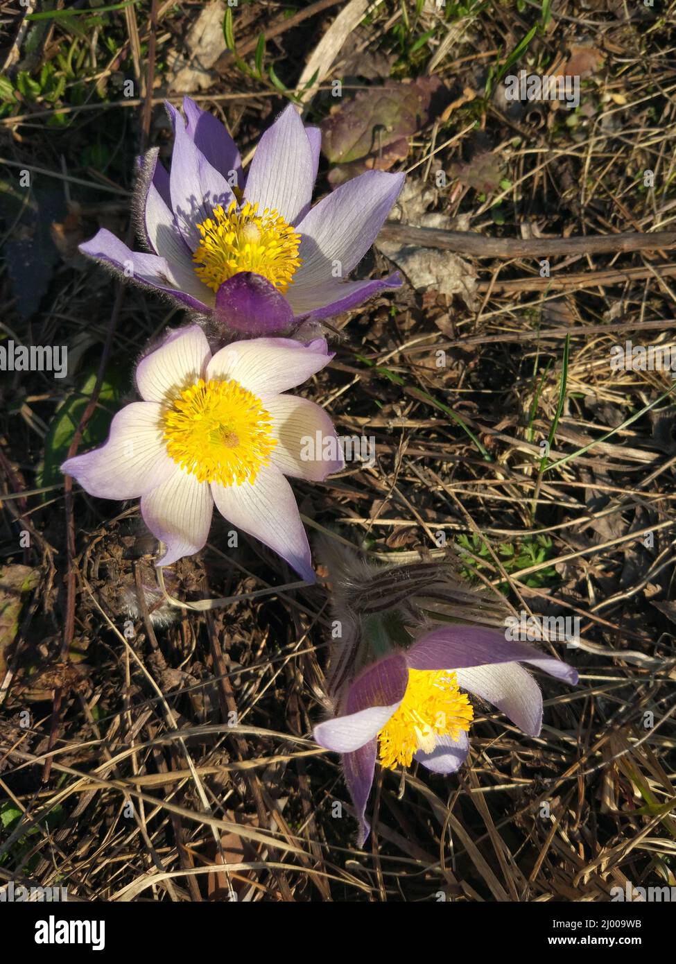 Purple Spring flower Pulsatilla. Common names include pasque flower or pasqueflower wind flower, prairie crocus Easter flower and meadow anemone. Stock Photo