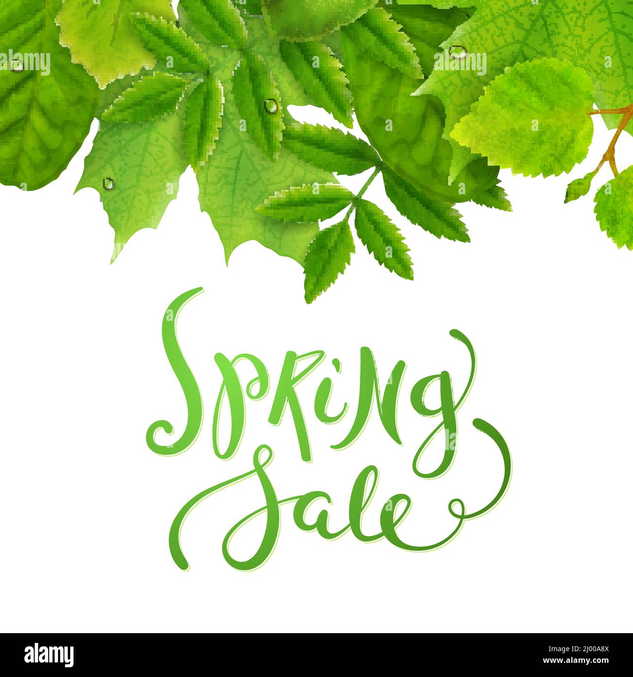 Green leaves tulip tree Stock Vector Images - Alamy