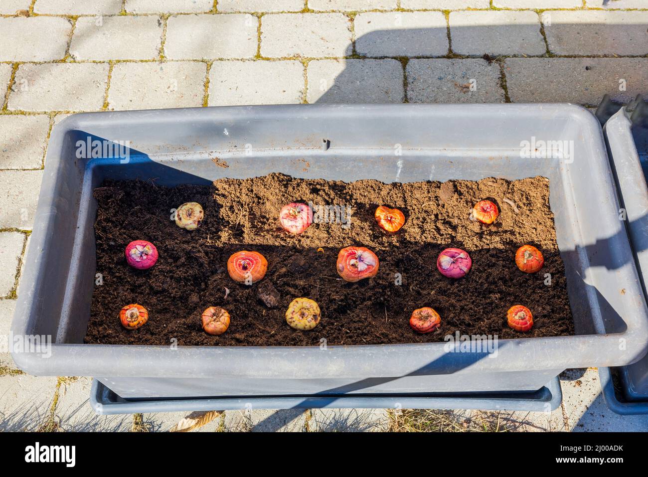 Close up view of planting gladiolus bulbs of soil in flower bed of soil