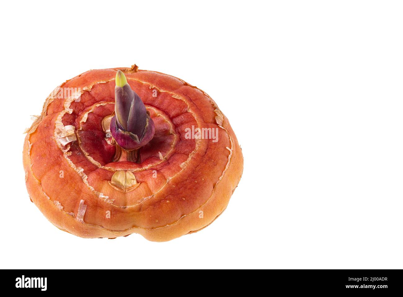 Macro top view of gladiolus bulb isolated on white background. Stock Photo