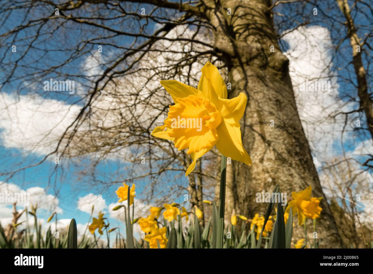 early signs of spring, close up of a bright yellow daffodil (Narcissus