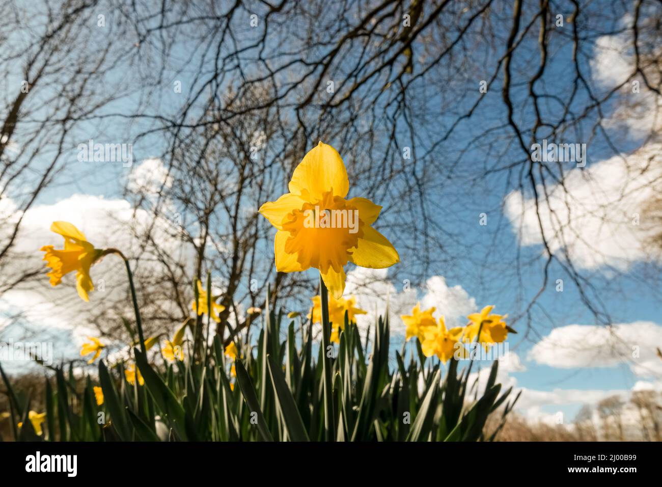 early signs of spring, close up of a bright yellow daffodil (Narcissus