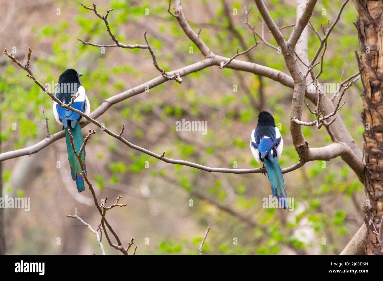 Black-billed Magpies on a branch in El Retiro Park in Madrid, Spain. Europe. Photography. Stock Photo